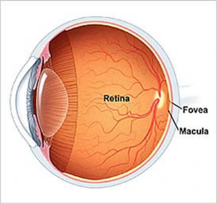 En el fondo de ojo podemos observar la retina, y el centro de la mejor visión llamado Mácula.