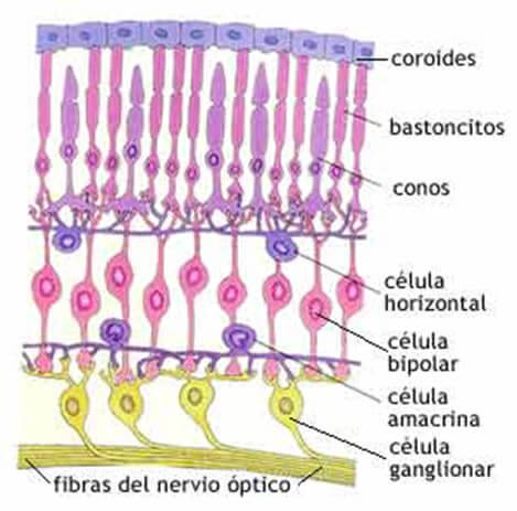 Esquema mostrando la anatomía microscópica de la retina incluyendo los fotorreceptores los conos y bastoncitos.