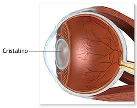 El cristalino ubicado atrás del iris es el lente acomodativo del ojo.