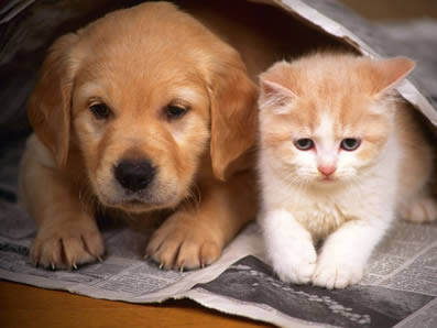 Algunas personas son alérgicas a mascotas como gatos y perros.