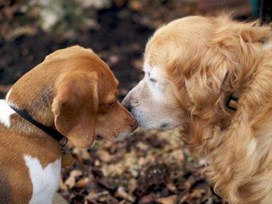 Ver a dos perritos haciendo el amor no causa Orzuelo o Chalazión esto es un mito popular y nada más.